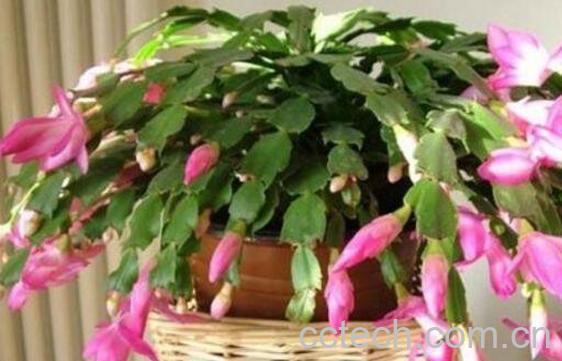 蟹爪兰如何嫁接 蟹爪兰嫁接方法技巧-1