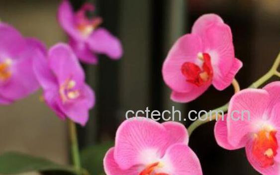 蝴蝶兰怎么养 蝴蝶兰的养殖方法和注意事项 -0