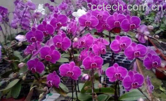 蝴蝶兰怎么养 蝴蝶兰的养殖方法和注意事项 -1
