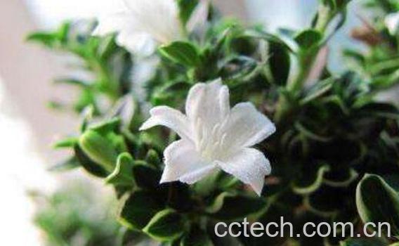 六月雪怎么养 六月雪的养殖方法和注意事项-1