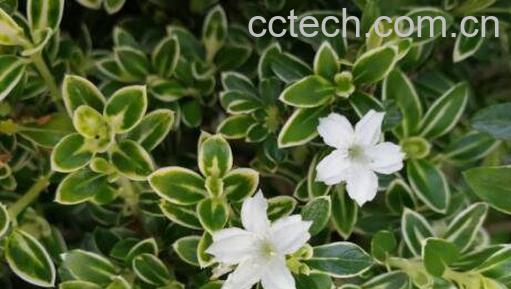 六月雪怎么养 六月雪的养殖方法和注意事项-0