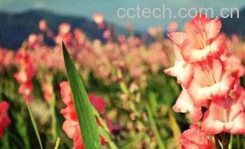 剑兰怎么养 剑兰的养殖方法和注意事项-0