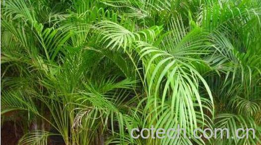 散尾葵怎么养 散尾葵的养殖方法和注意事项-1