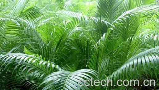 散尾葵怎么养 散尾葵的养殖方法和注意事项-0