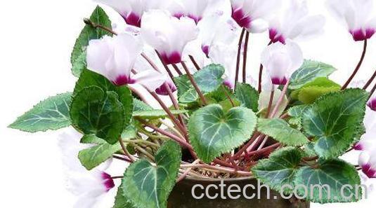 仙客来怎么养好 仙客来的养殖方法和注意事项-0