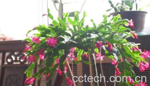 蟹爪兰怎么养好 蟹爪兰的养殖方法和注意事项-0