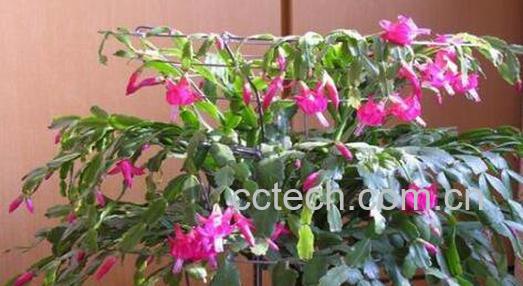 蟹爪兰怎么养好 蟹爪兰的养殖方法和注意事项-1