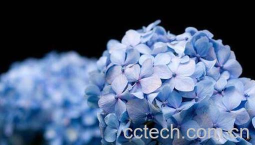 绣球花怎么养 绣球花的养殖方法和注意事项-1