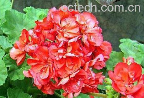 天竺葵怎么养 天竺葵的养殖方法和注意事项-0