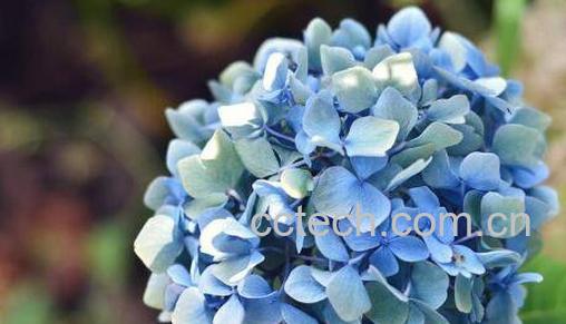 绣球花怎么养 绣球花的养殖方法和注意事项-0