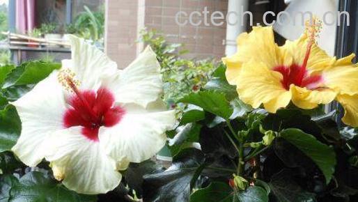 天竺葵怎么养 天竺葵的养殖方法和注意事项-1