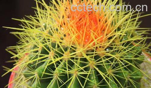 仙人球怎么养 仙人球的养殖方法和注意事项-0