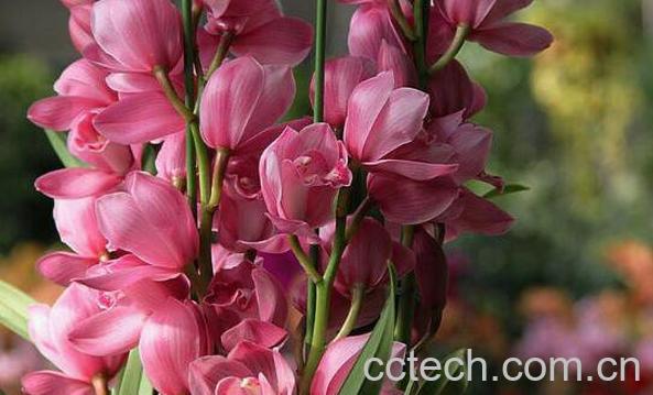 大花蕙兰的养殖方法 养殖大花蕙兰的注意事项-0