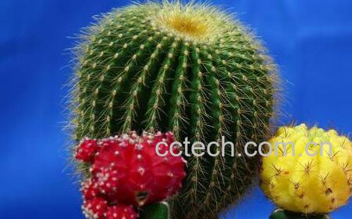 仙人球怎么养 仙人球的养殖方法和注意事项-1