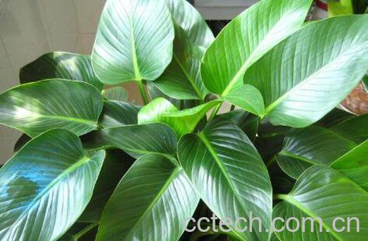 金钻蔓绿绒怎么养 金钻蔓绿绒的养殖方法和繁殖方法-0