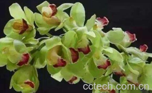 大花蕙兰的养殖方法 养殖大花蕙兰的注意事项-1