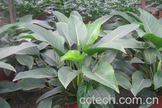 金钻蔓绿绒怎么养 金钻蔓绿绒的养殖方法和繁殖方法-1