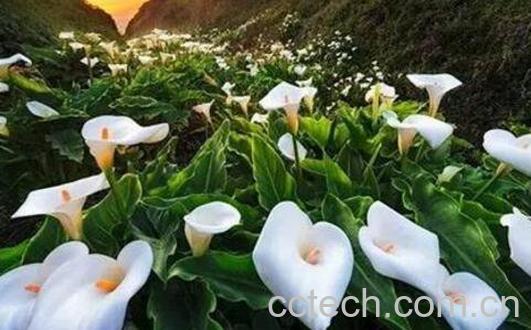 马蹄莲怎么养 马蹄莲的养殖方法和注意事项-0