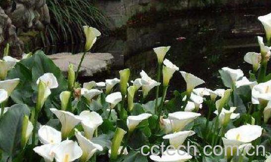 马蹄莲怎么养 马蹄莲的养殖方法和注意事项-1