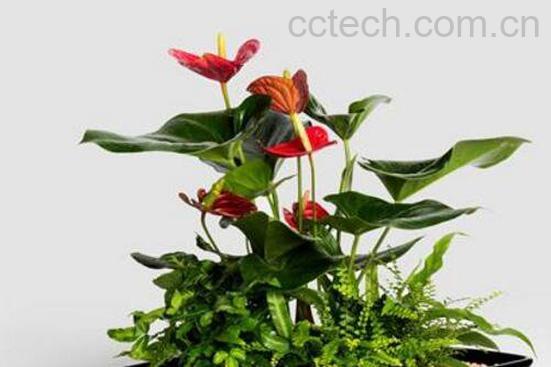 红掌怎么养 红掌的养殖方法和繁殖方法-1