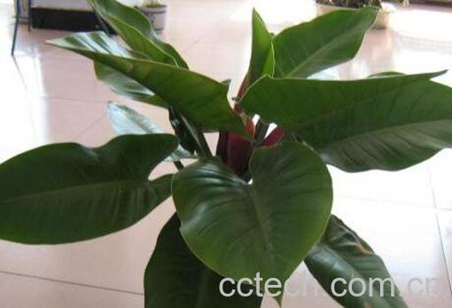 绿帝王怎么养 绿帝王的养殖方法和繁殖方法-0