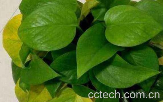  绿萝叶子发黄是什么原因 绿萝叶子发黄怎么补救-0