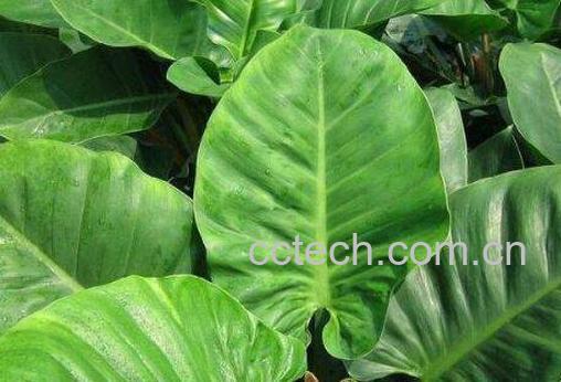 绿帝王怎么养 绿帝王的养殖方法和繁殖方法-1