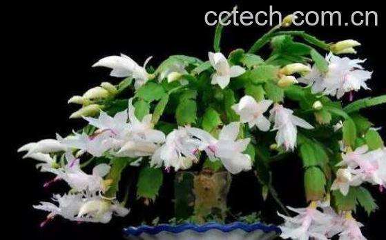 蟹爪兰如何养殖 蟹爪兰的养殖方法和注意事项-0