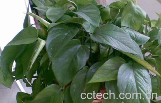  绿萝叶子发黄是什么原因 绿萝叶子发黄怎么补救-1