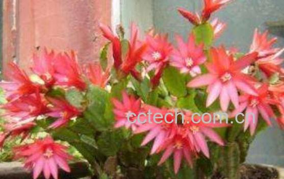 蟹爪兰如何养殖 蟹爪兰的养殖方法和注意事项-1