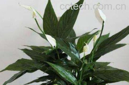  白掌怎么养 白掌的养殖方法和繁殖方法-1