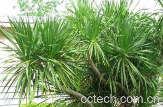 散尾竹怎么养 散尾竹怎么浇水-1