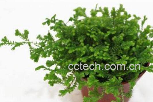 珊瑚蕨怎么养 珊瑚蕨的养殖方法和繁殖方法-1