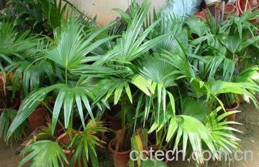 散尾竹怎么养 散尾竹的养殖方法和繁殖方法-1