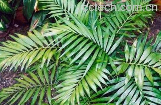 散尾竹怎么养 散尾竹怎么浇水-0