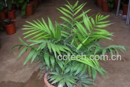 袖珍椰子如何养护 袖珍椰子叶子干枯怎么办-0