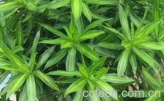 观赏竹怎么养 观赏竹的养殖方法和注意事项-0