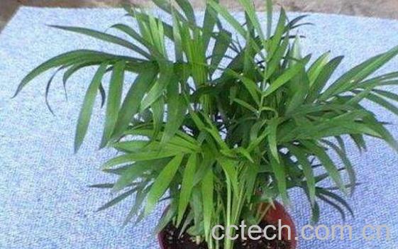 袖珍椰子如何养护 袖珍椰子叶子干枯怎么办-1