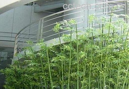 观赏竹怎么养 观赏竹的养殖方法和注意事项-1