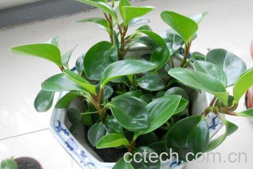 碧玉花怎么养 碧玉花的养殖方法和注意事项-0