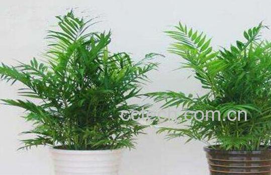 袖珍椰子怎么养 袖珍椰子的养殖方法和注意事项-0