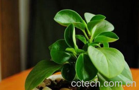 碧玉花怎么养 碧玉花的养殖方法和注意事项-1