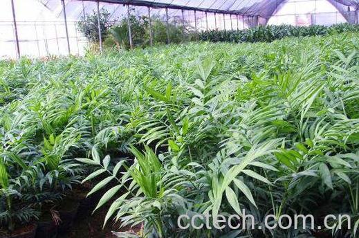 袖珍椰子怎么养 袖珍椰子的养殖方法和注意事项-1