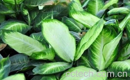 粉黛怎么养 粉黛的养殖方法和注意事项-0