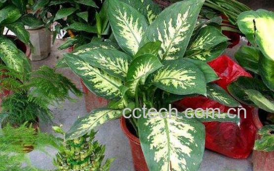 粉黛怎么养 粉黛的养殖方法和注意事项-1