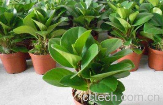 青叶碧玉怎么养 青叶碧玉的养殖方法和注意事项-0