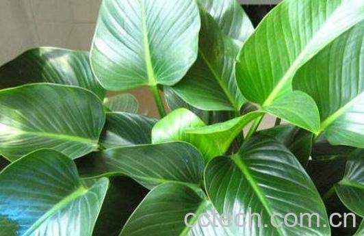 金钻如何养 金钻的养殖方法和注意事项-1