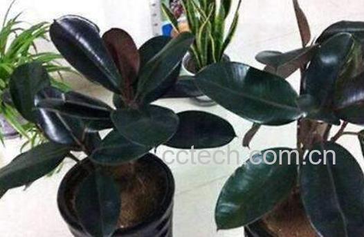 橡皮树如何养 橡皮树的养殖方法和注意事项-0