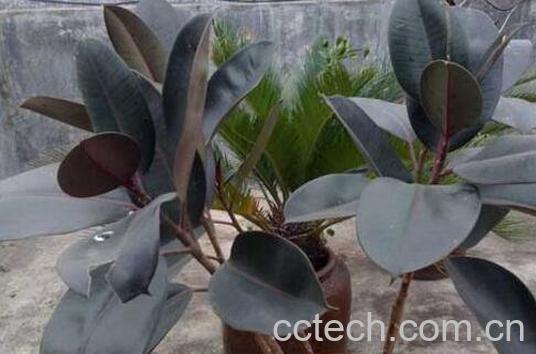 橡皮树如何养 橡皮树的养殖方法和注意事项-1