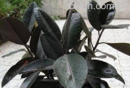 黑金刚怎么扦插 黑金刚的扦插方法技巧-1